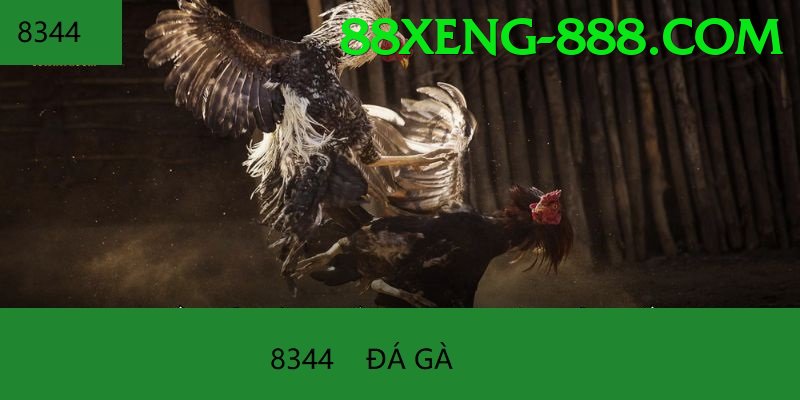 Trường Đấu Đá Gà Chuyên Nghiệp